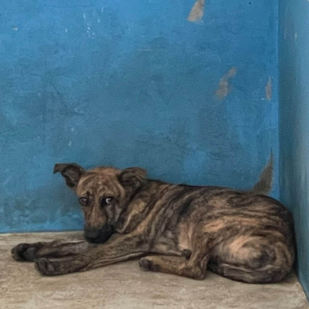 Black tabby adult male mixed-breed dog, Large, shelter no. …3002