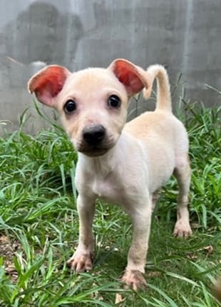 Cream young male mixed-breed dog, Medium, shelter no. …0002