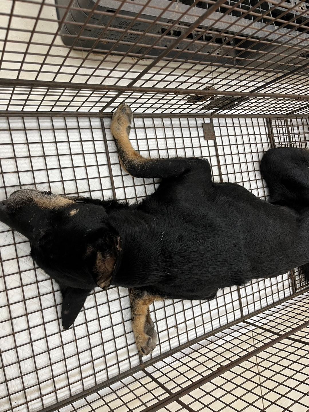 Photo of No. 1130904D01, Adult · Male · Medium · Mixed breed
