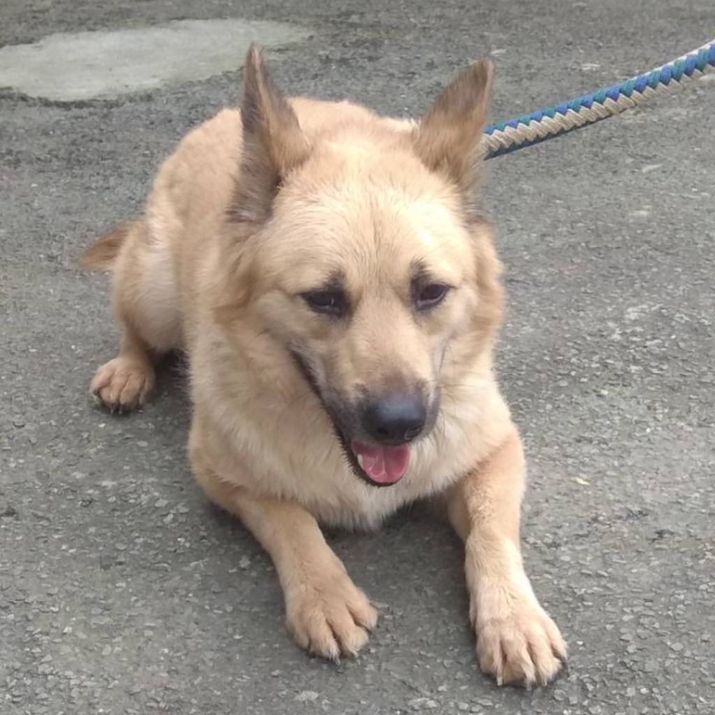 Photo of No. AAAEG1081013002, Adult · Male · Medium · Mixed breed