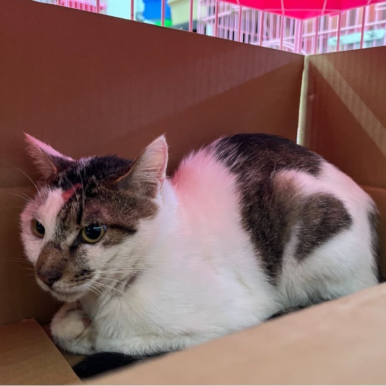 Photo of No. VAAAG113090603, Adult · Male · Medium · Mixed breed
