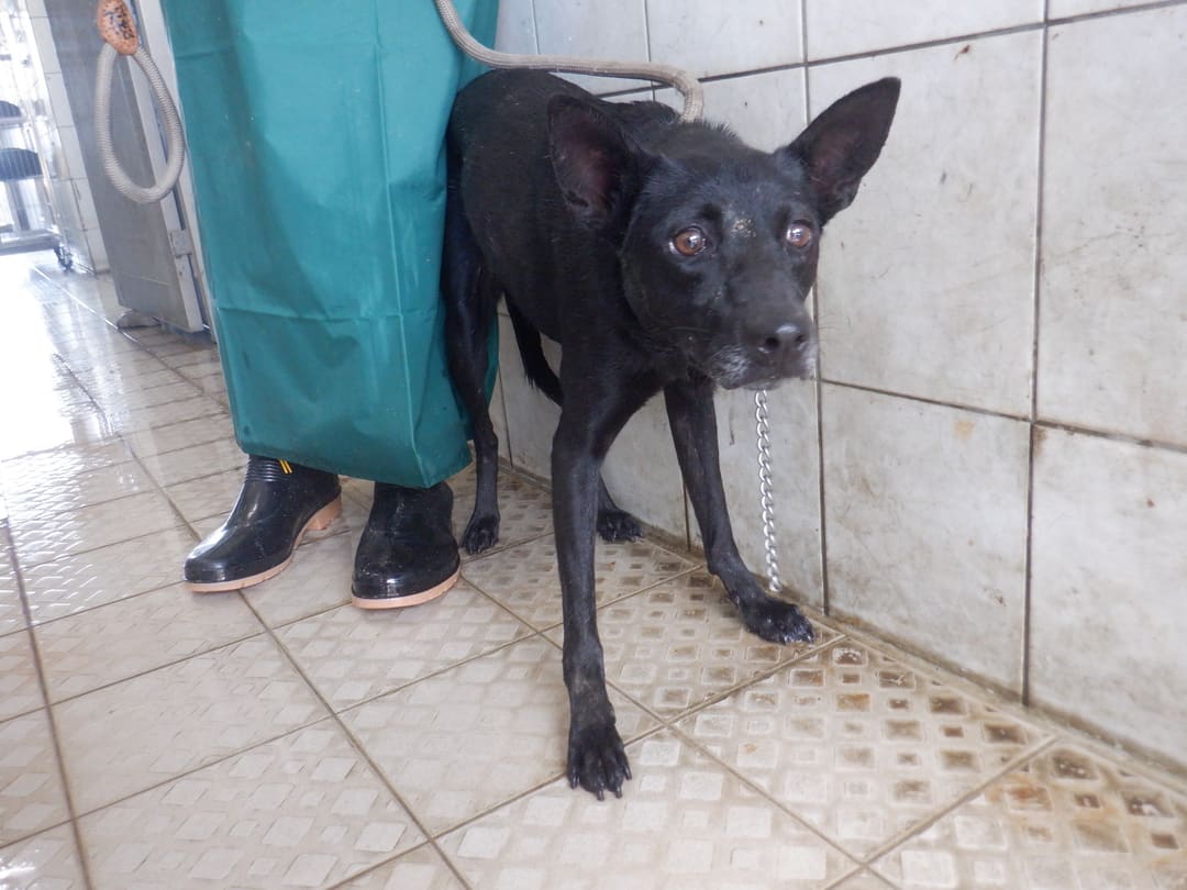 Photo of No. HAAAG1130906720, Adult · Female · Medium · Mixed breed
