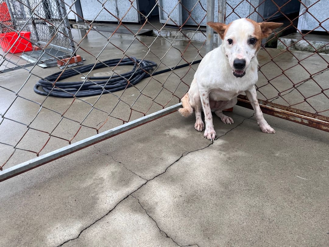 Photo of No. CAAAG1130907010, Adult · Female · Medium · Mixed breed