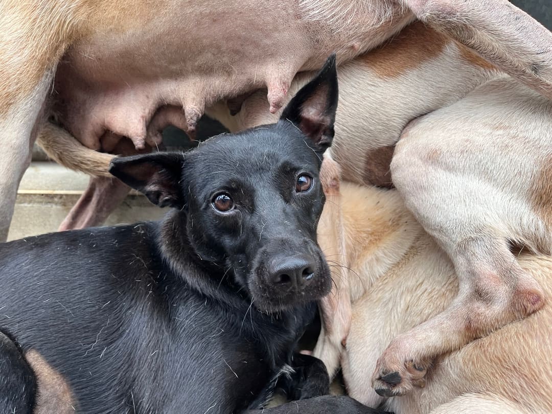 Photo of No. CAAAG1130907011, Adult · Female · Medium · Mixed breed