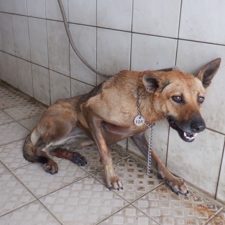 Photo of No. HAAAG1130906761, Adult · Female · Medium · Mixed breed