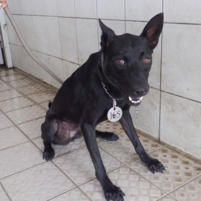 Photo of No. HAAAG1130906165, Adult · Female · Medium · Mixed breed