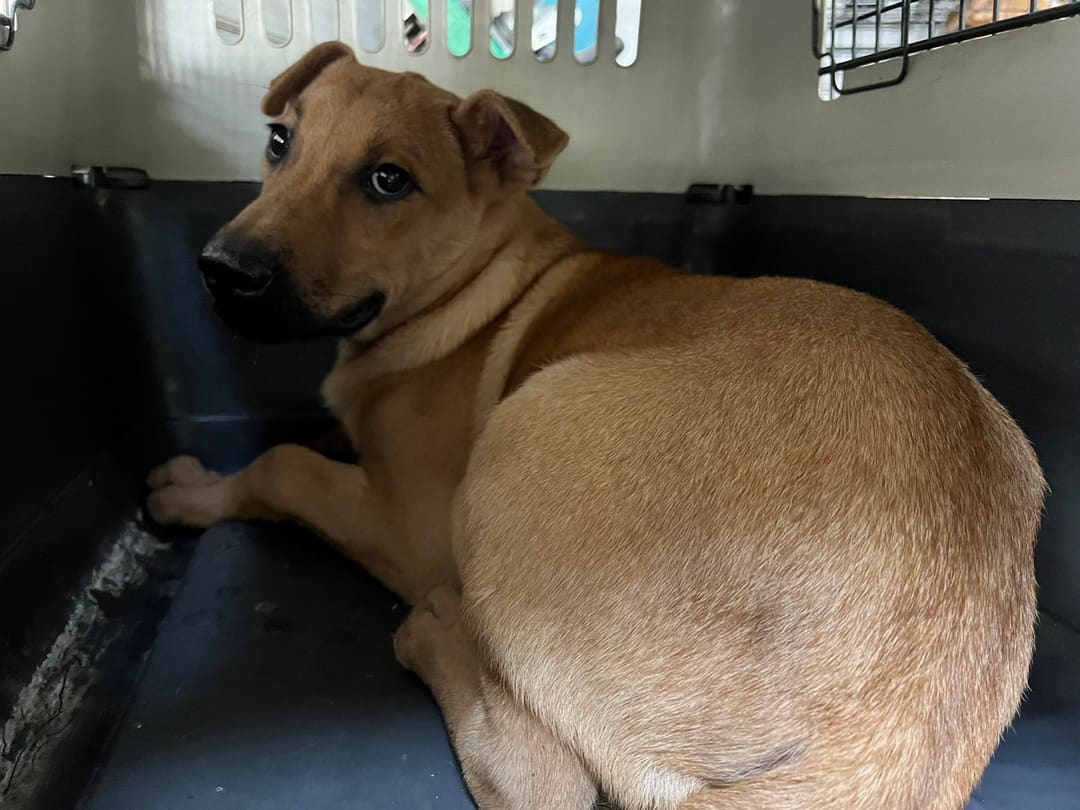 Photo of No. CAAAG1130909002, Adult · Male · Medium · Mixed breed