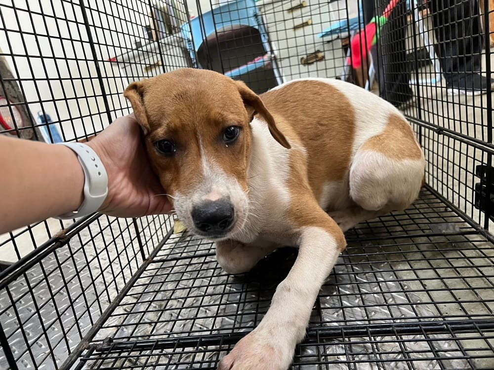 Photo of No. CAAAG1130909005, Adult · Male · Medium · Mixed breed