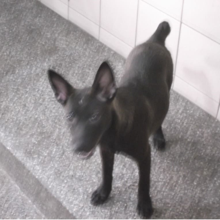 Black young female mixed-breed dog, Small, shelter no. …1711