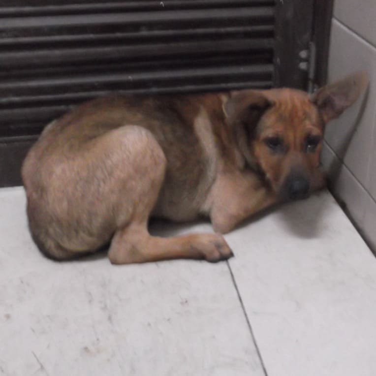 Photo of No. LAABG112053113, Young · Female · Medium · Mixed breed
