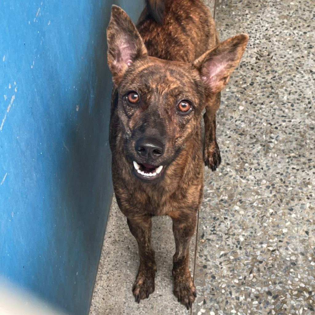 Photo of No. EAAAG1130910006, Adult · Female · Large · Mixed breed