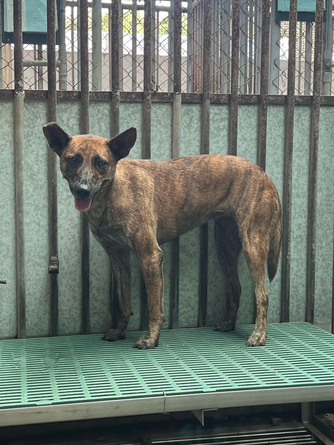 Photo of No. GAAAG1130911005, Adult · Female · Medium · Mixed breed