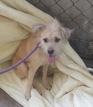 Cream adult male mixed-breed dog, Medium, shelter no. …1002