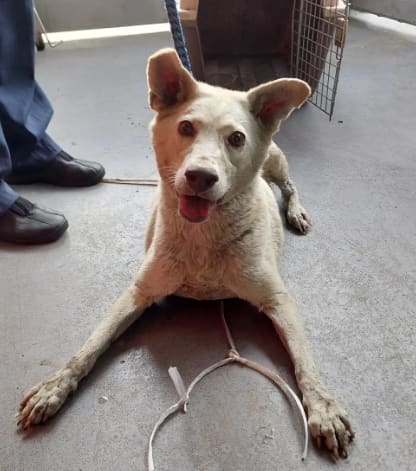 Cream adult male mixed-breed dog, Medium, shelter no. …1007