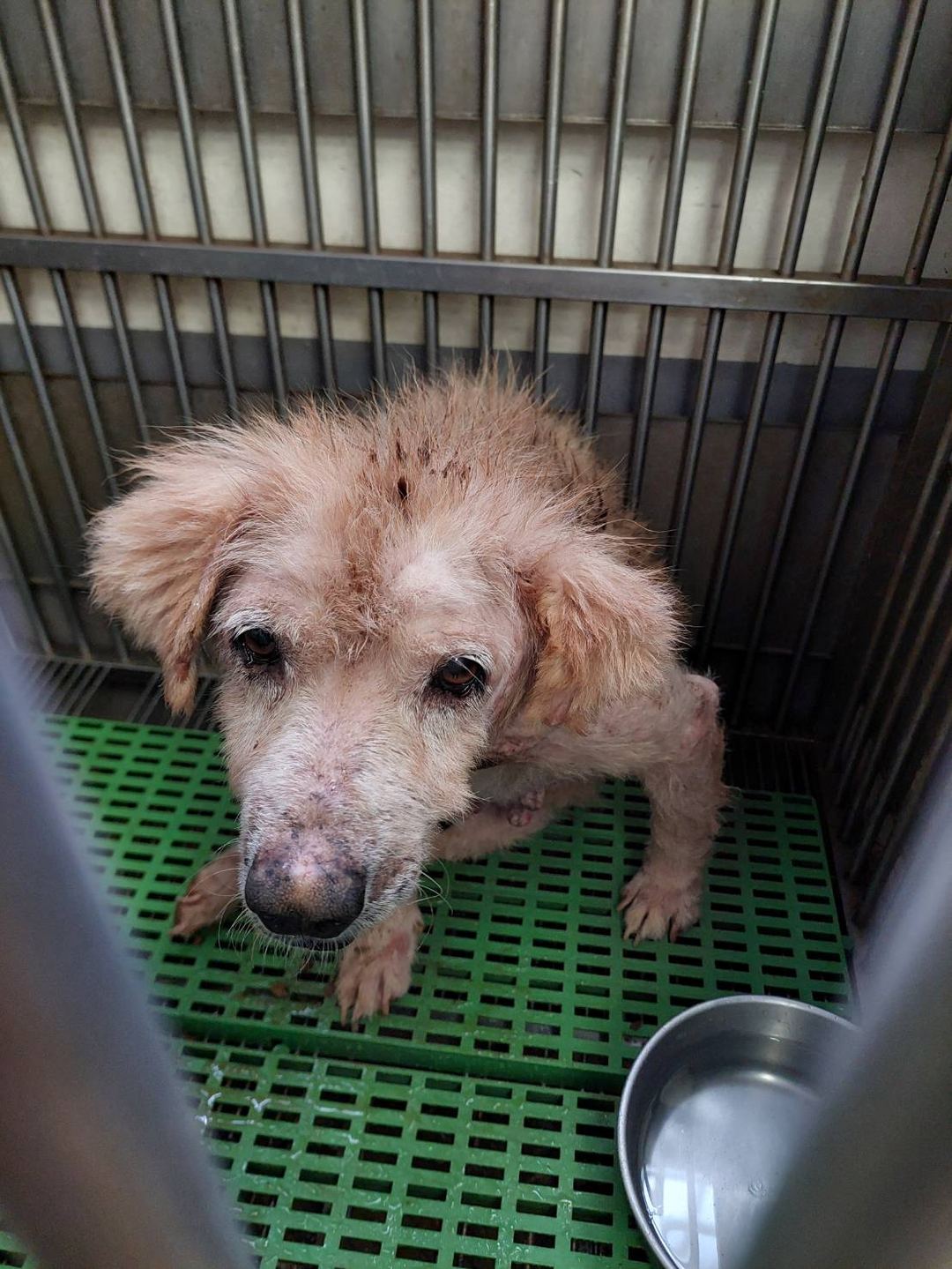 Cream adult male mixed-breed dog, Medium, shelter no. …1008