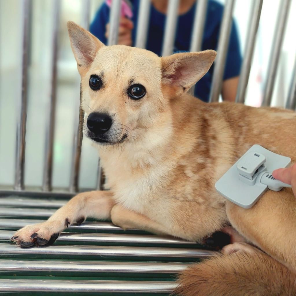 Photo of No. OAAAG1111206002, Adult · Female · Medium · Mixed breed