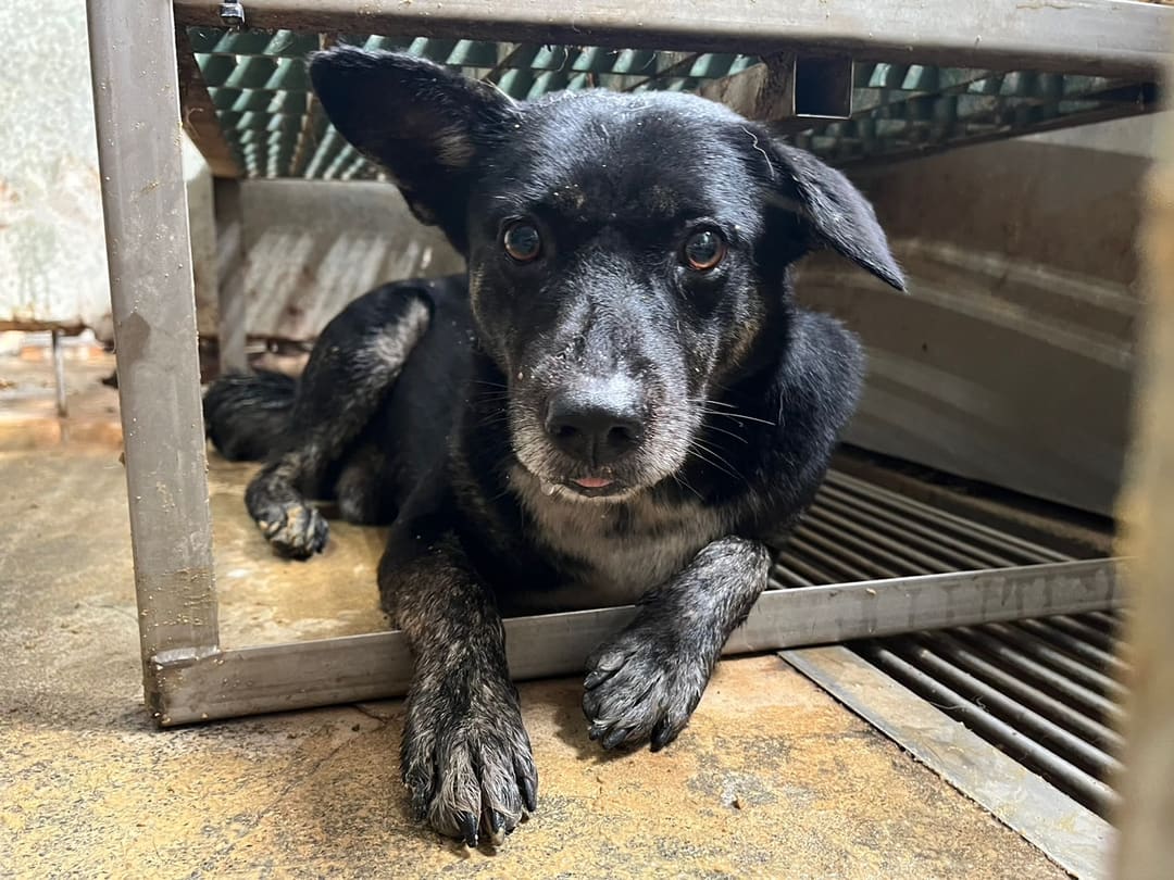 Photo of No. GAAAG1130912003, Adult · Male · Medium · Mixed breed