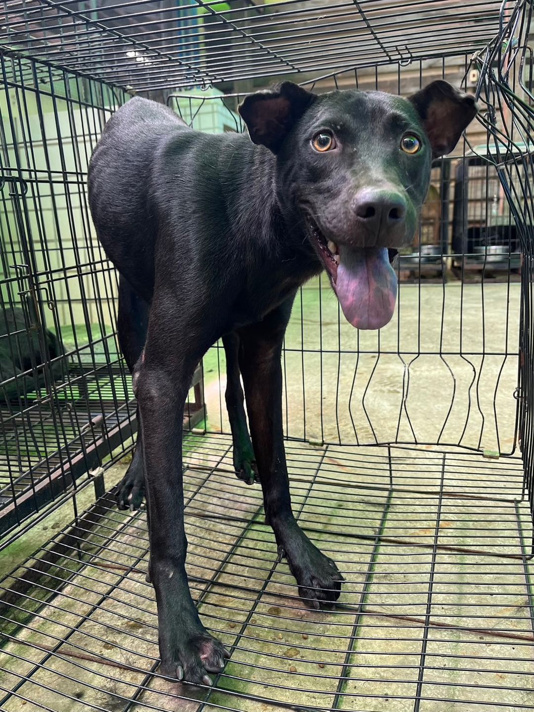 Black adult male mixed-breed dog, Medium, shelter no. …2004