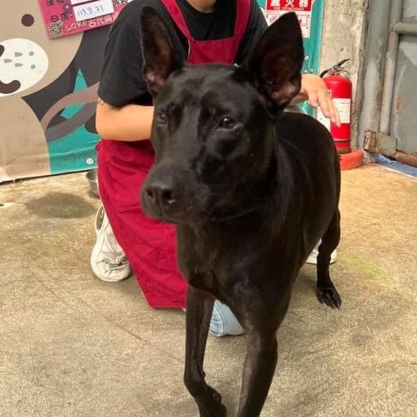 Black adult female mixed-breed dog, Medium, shelter no. …0002
