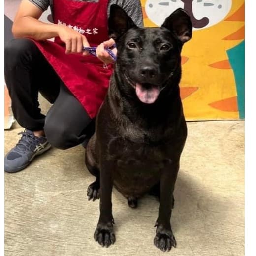 Photo of No. AAACG1111202002, Adult · Male · Medium · Mixed breed