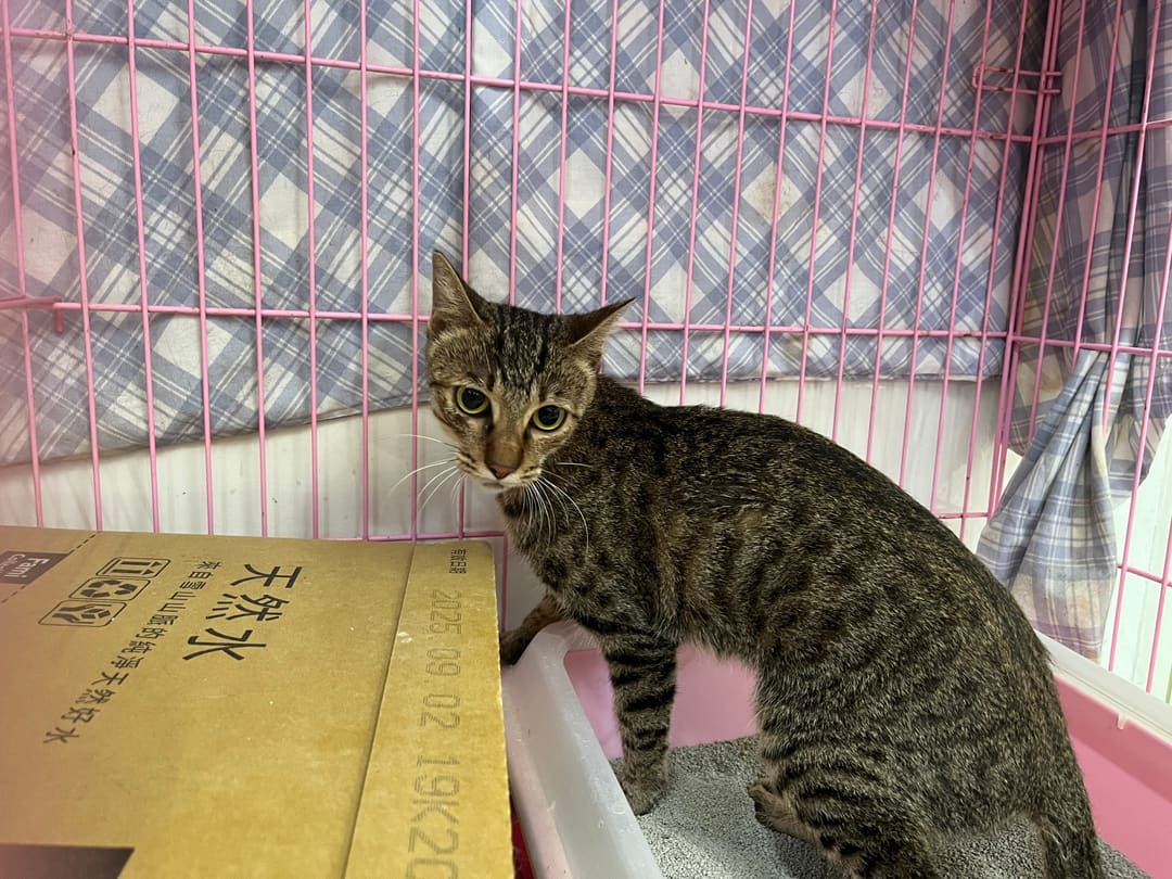 Photo of No. VAAAG113091602, Adult · Female · Medium · Mixed breed