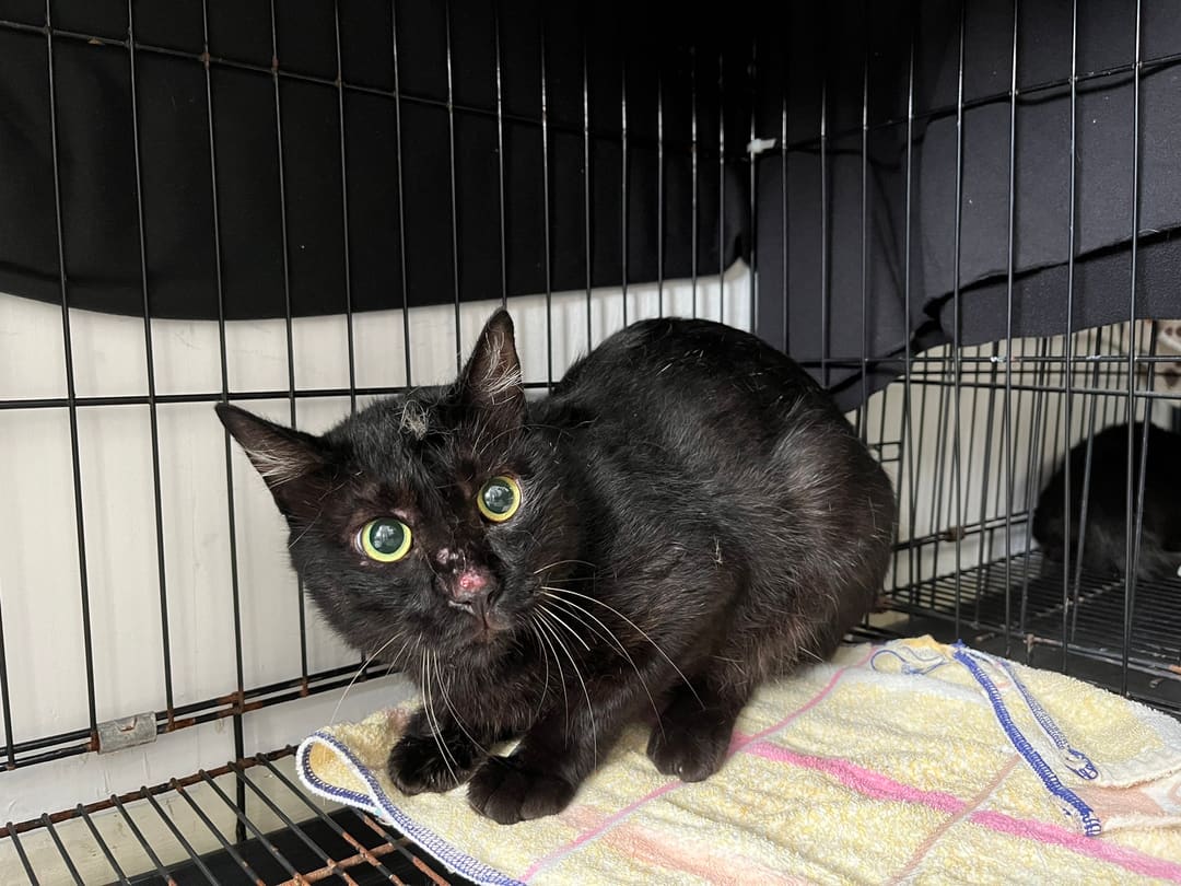 Photo of No. VAAAG113091603, Adult · Male · Medium · Mixed breed