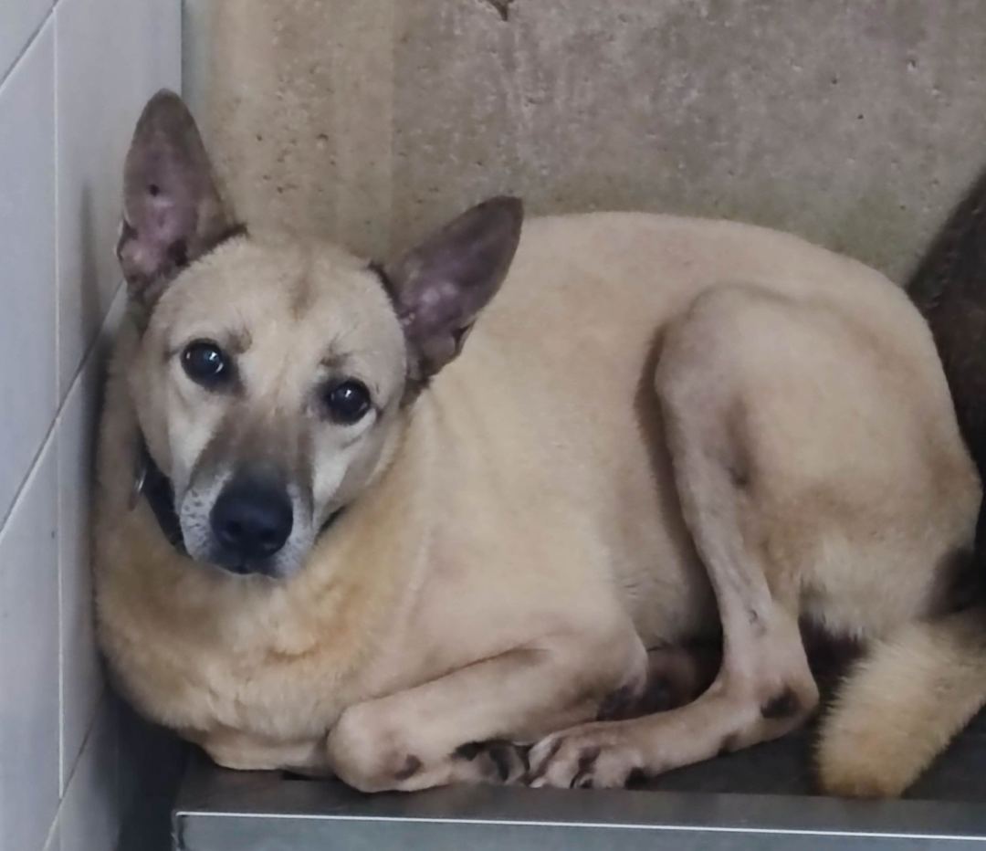 Photo of No. AAAEG104073103, Adult · Male · Medium · Mixed breed