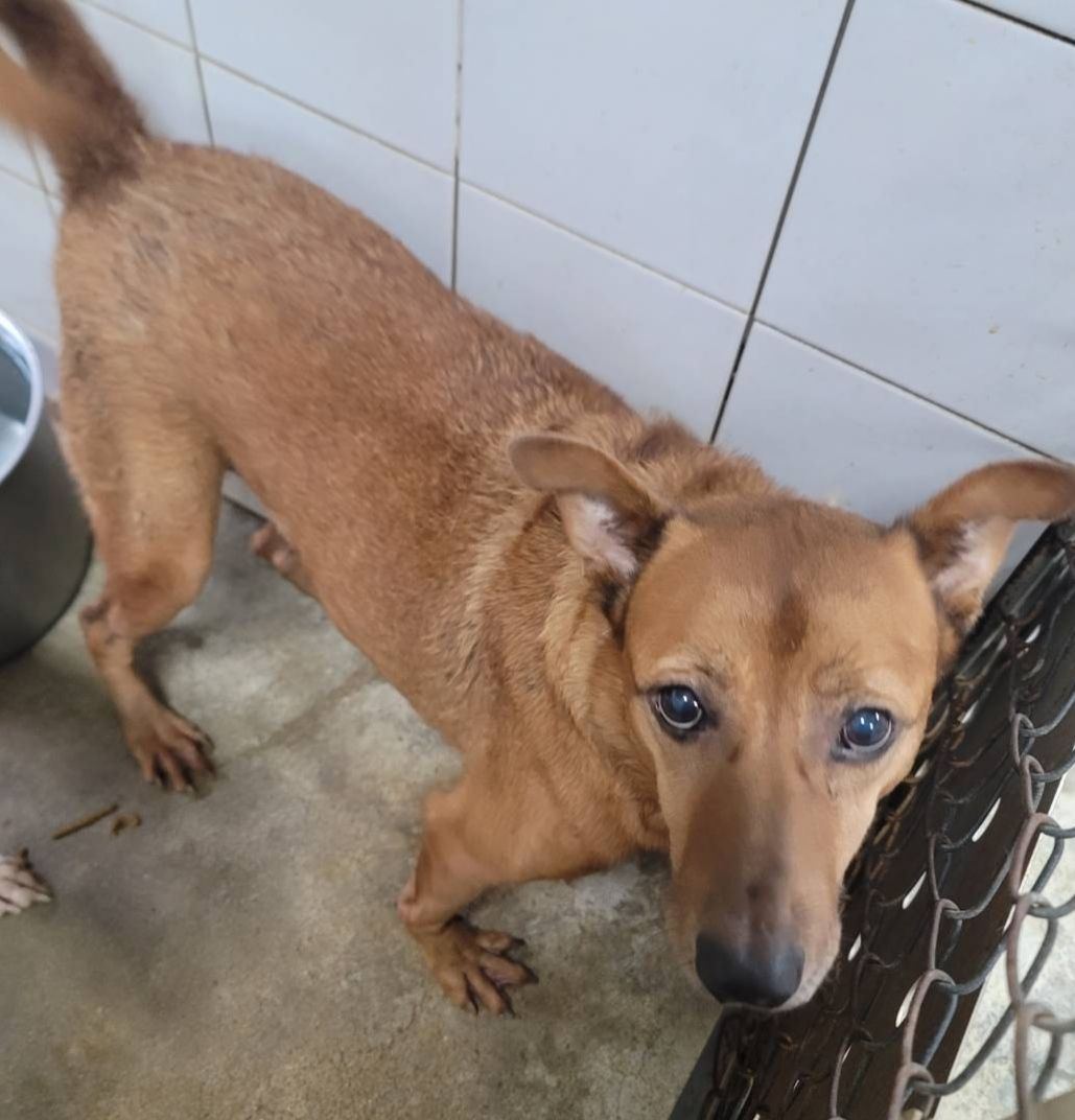 Photo of No. AAAEG104073001, Adult · Male · Medium · Mixed breed