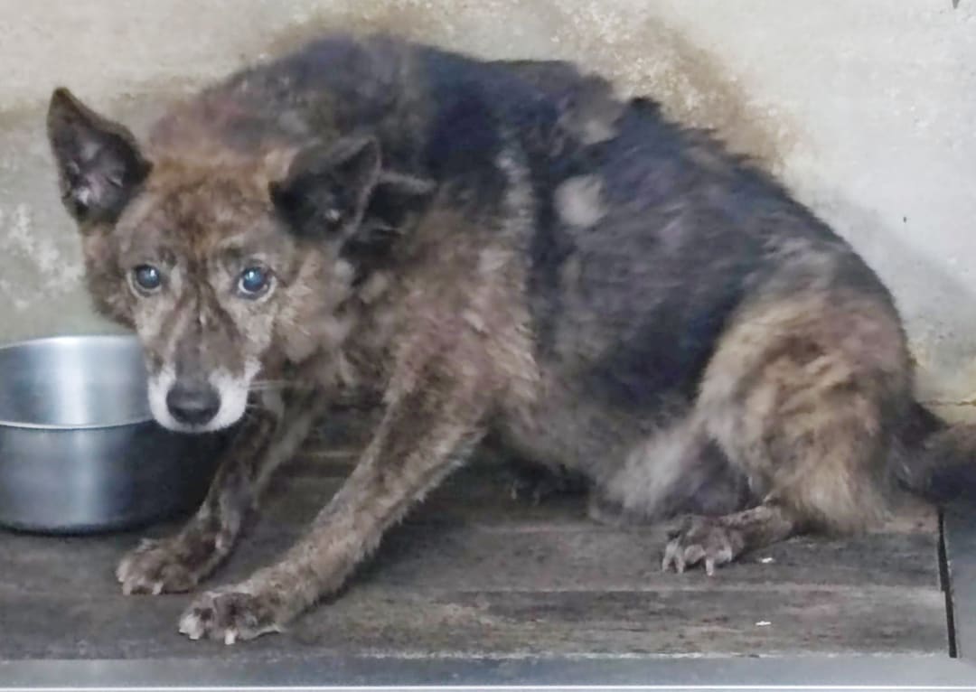 Photo of No. AAAEG105040802, Adult · Male · Medium · Mixed breed