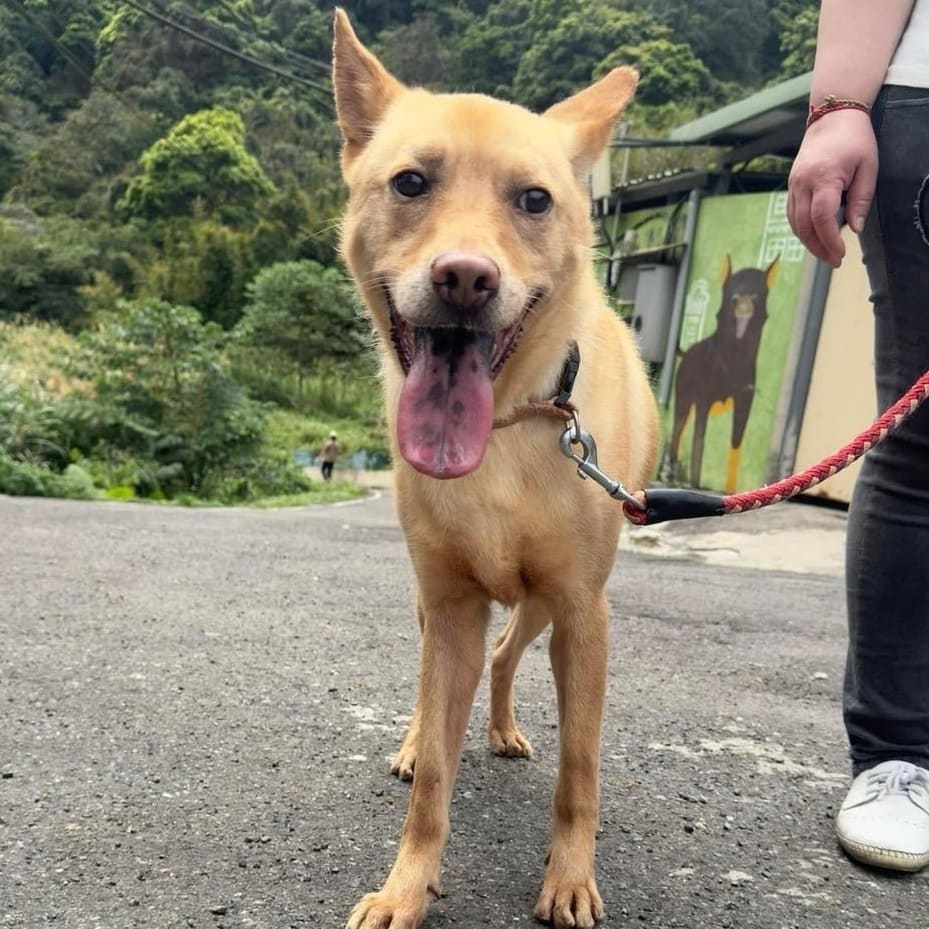 Photo of No. AAACG1100524002, Adult · Male · Medium · Mixed breed