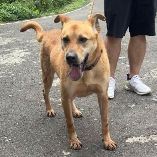 Photo of No. AAACG1090727001, Adult · Male · Large · Mixed breed