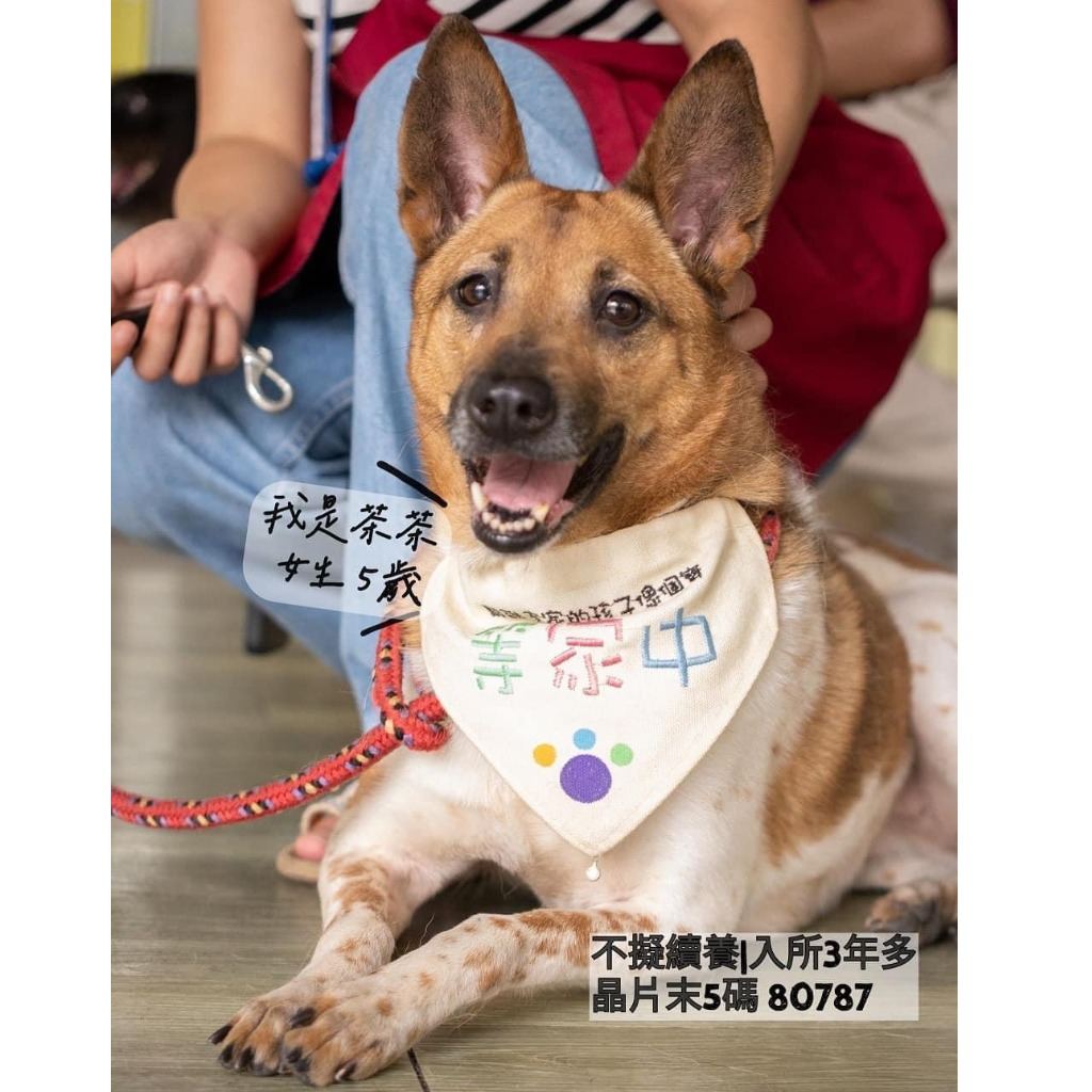 Calico adult female mixed-breed dog, Medium, shelter no. …6002