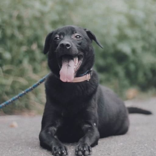 Photo of No. AAACG1120731001, Adult · Male · Medium · Mixed breed