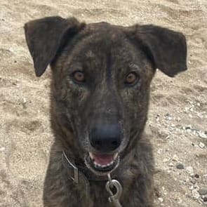 Photo of No. PAAAG1101222016, Adult · Male · Large · Mixed breed