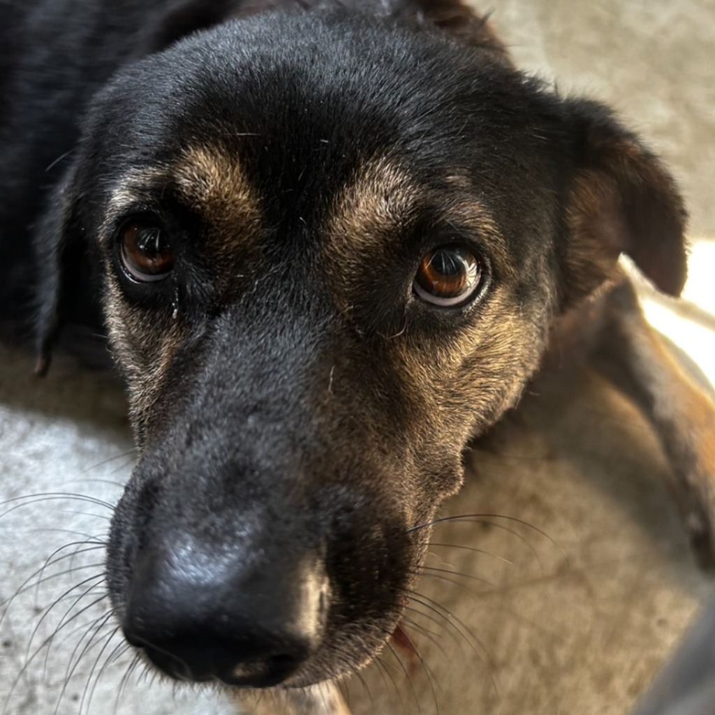 Photo of No. PAAAG1130916024, Adult · Female · Large · Mixed breed