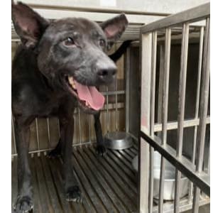 Photo of No. AAAHG1090620007, Adult · Male · Medium · Mixed breed