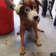 Tan adult male mixed-breed dog, Large, shelter no. …7003
