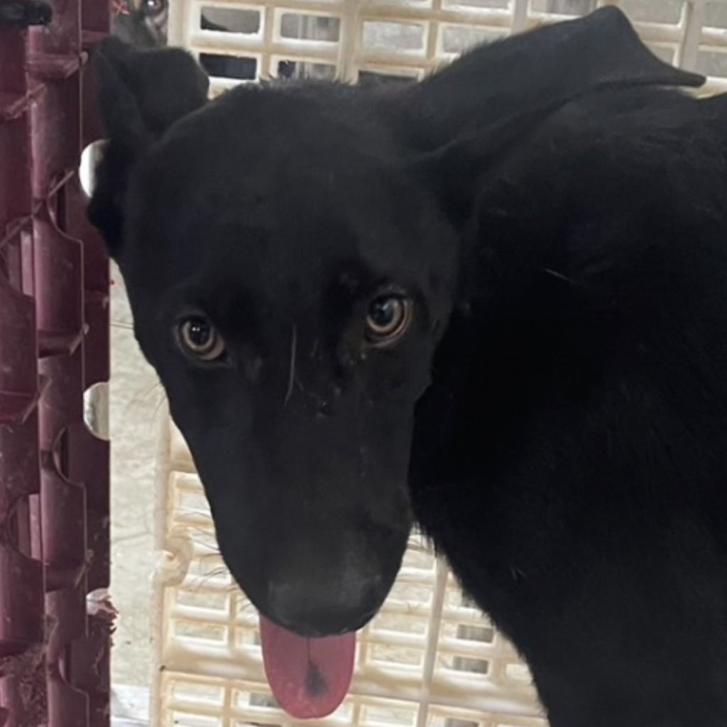 Black adult male mixed-breed dog, Large, shelter no. …9026
