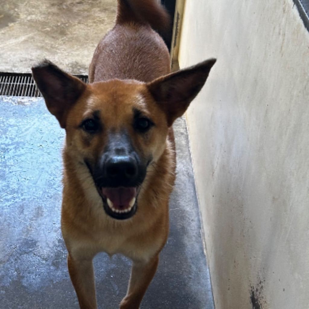 Photo of No. PAAAG1120220073, Adult · Female · Medium · Mixed breed