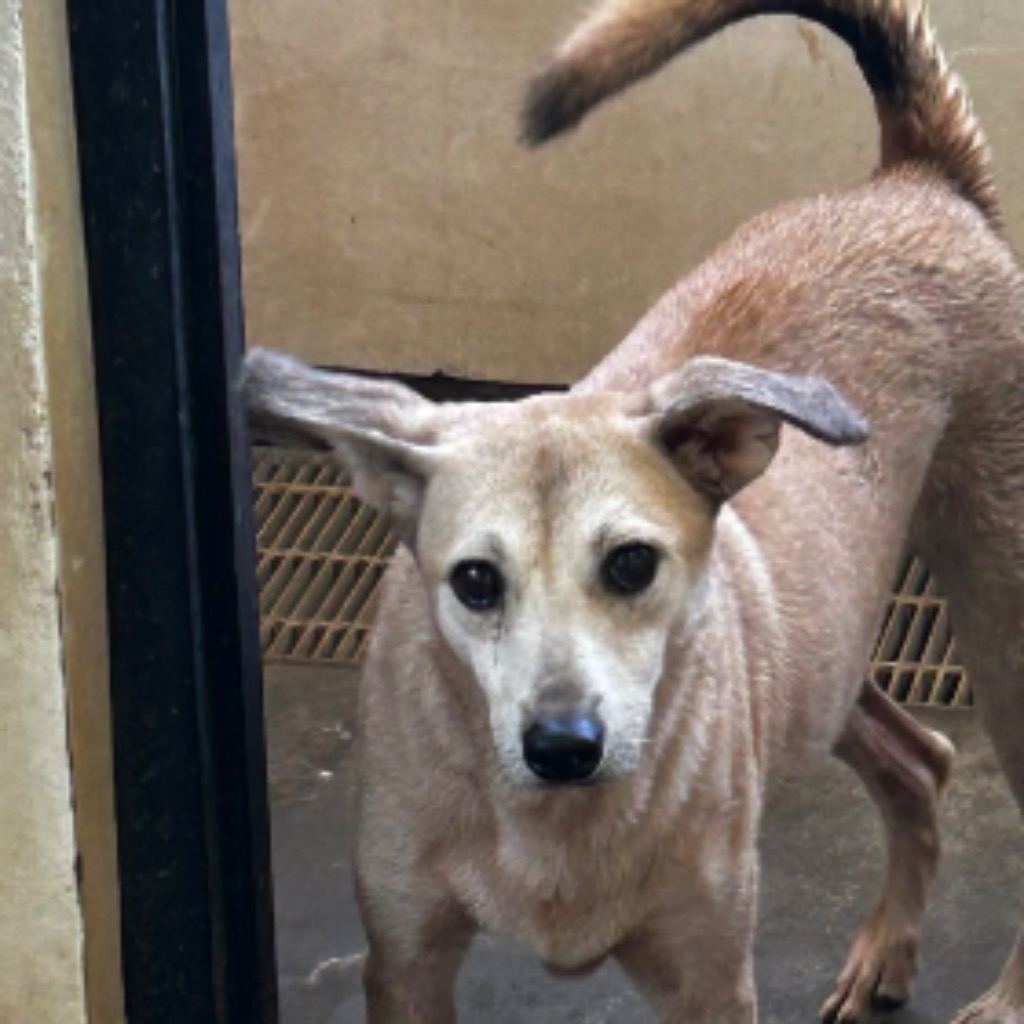 Photo of No. PAAAG1100208018, Adult · Female · Medium · Mixed breed