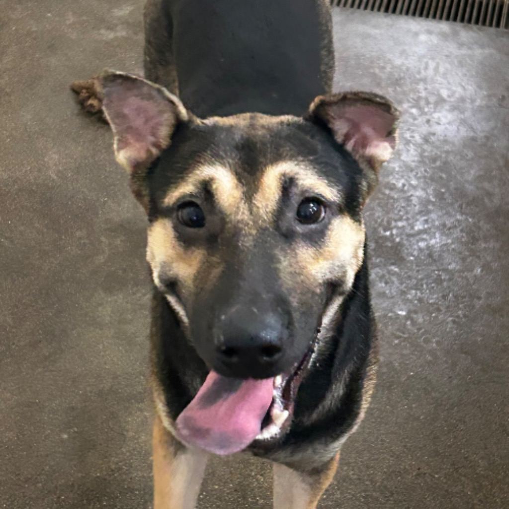 Photo of No. PAAAG1130305007, Adult · Male · Large · Mixed breed