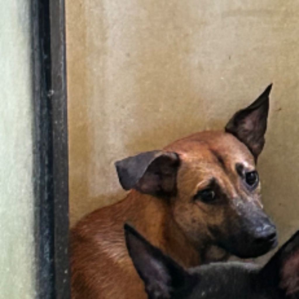 Adult male mixed-breed dog, Medium, shelter no. …8003