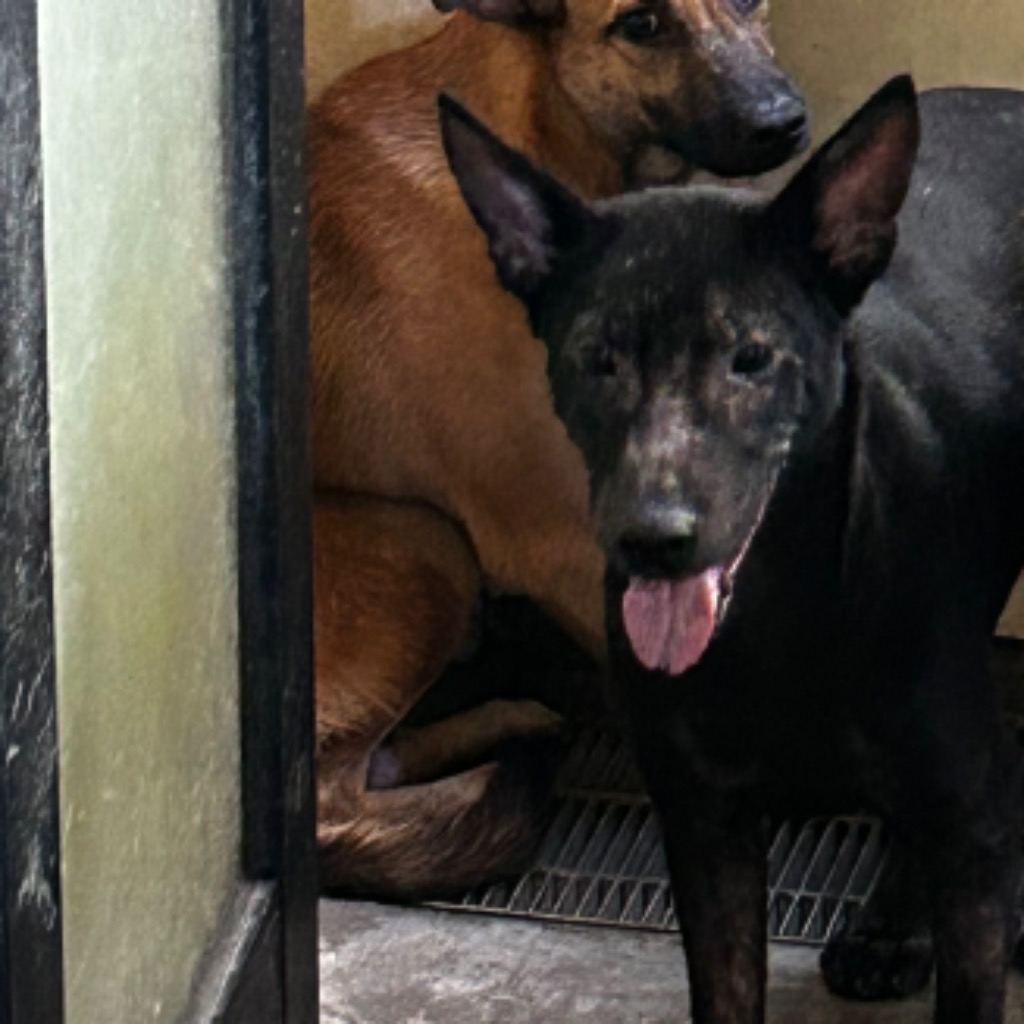 Photo of No. PAAAG1130226011, Young · Male · Medium · Mixed breed