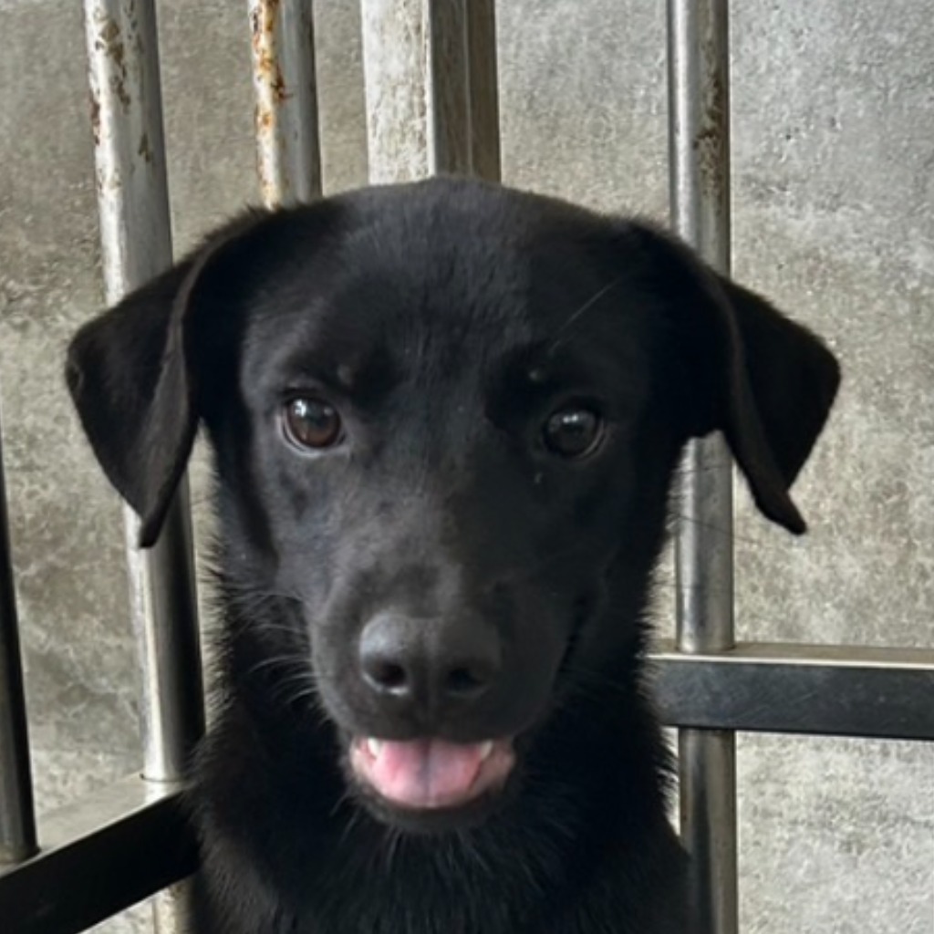 Photo of No. PAAAG1130615009, Adult · Male · Medium · Mixed breed