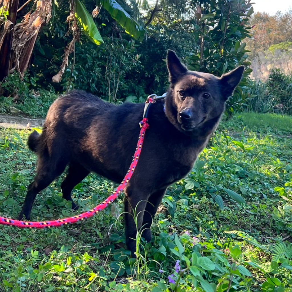 Photo of No. AAAJG103102506, Adult · Female · Small · Mixed breed