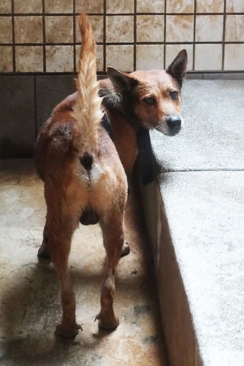 Photo of No. 1131781, Adult · Male · Large · Mixed breed