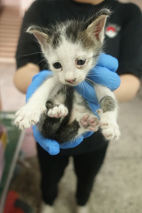 Photo of No. 1131782, Young · Small · Mixed breed