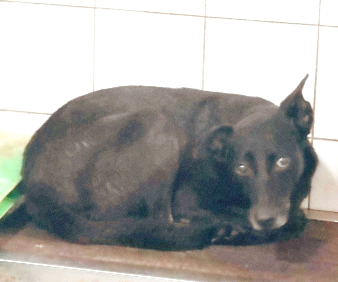 Photo of No. AAAEG106051806, Adult · Female · Medium · Mixed breed