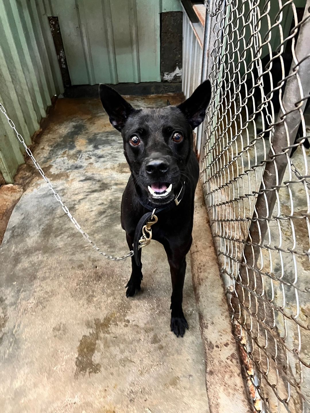 Black adult male mixed-breed dog, Medium, shelter no. …3001