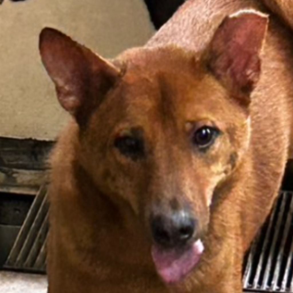 Tan adult male mixed-breed dog, Medium, shelter no. …7061